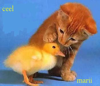 20080724174325-patito-y-gatito.jpg